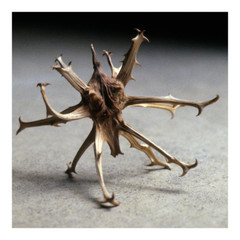 Wildcrafted Devil’s Claw Root Capsules Natural Health Pain Relief