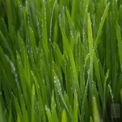 WHEATGRASS With Absolutely No Additives Chlorophyll High Potency 100 V Capsules