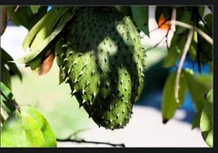 Liquid Blenz Soursop Bitter tonic 32oz