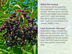 Bulk Dried Elderberries 50 lb Whole Black Sambucus nigra Wholesale Herb