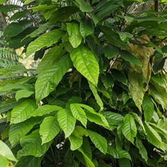 Ceylon Cocoa Leaves – 25-200 Organic, 100% Pure Dried Fresh High-Quality Leaves