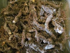 Bloodroot Powder – Appalachian Mountains Wild Harvest