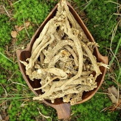 Silene Capensis AFRICAN DREAM HERB *Wild Harvested* 3.5 grams