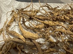 Dry Wild American Ginseng. 0.19 Lb. W/ Certificate. 82 Roots Total. 2025 Harvest