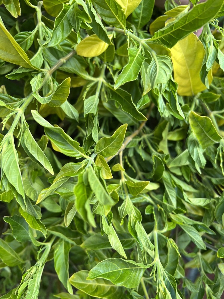 Muicle FRESH CUTTINGS! Cut The Same Day They ShipB Justicia Spicigera Cuttings