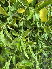 Muicle FRESH CUTTINGS! Cut The Same Day They ShipB Justicia Spicigera Cuttings