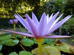 100% Organic Dry Whole Blue Lotus Flowers (Nymphaea Caerulea) – Lucid Dreams