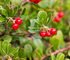 Bearberry Extract – Herb Tincture – Uvi Ursi – Liquid Drops – EASY – USA