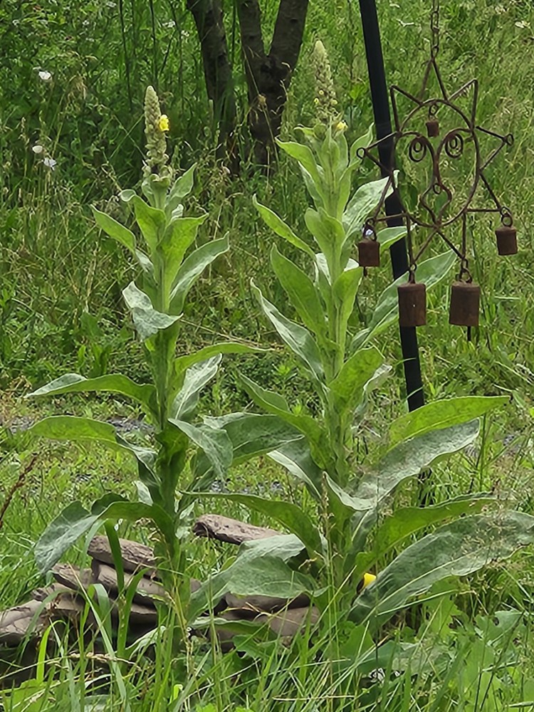 Homegrown Chemical-Free Finely Ground Mullein Leaf For Smoking (COPD, Athsma)