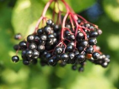 Frontier Elderberries whole dried 1 pound (Priority Mail Shipping)
