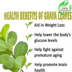 Guava Leaves Tea Cut(1-2mm) Dried Organic Psidium guajava Guayabo common guava