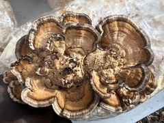 LIONS MANE x CORDYCEPS & REISHI x TURKEY TAIL. DUAL EXTRACT US GROWN -SET