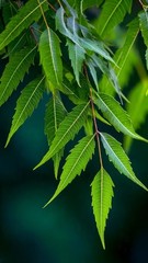 Organic Neem Leaves Dried Natural Neem Leaf Ayurvedic Herb 50g Sri Lanka