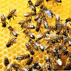 Dried Bee Podmore – Whole Dead Honeybees for Tincture, Powder, Apitherapy – 20g