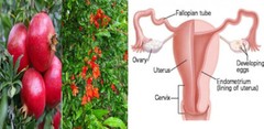 Fresh Organic POMEGRANATE Leaves:Detox,Cleanse&,Strengthen Immune,fight disease