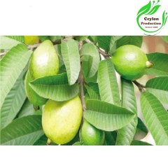 Guava Leaves Tea Cut(1-2mm) Dried Organic Psidium guajava Guayabo common guava
