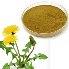 Dandelion Root Powder (Taraxacum officinale) by NY Spice Premium FREE SHIP