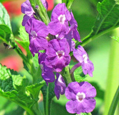 Dried Blue Porterweed Plant Stachytarpheta Indica Jamaican Blue Vervain Herb
