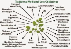 Organic Moringa Seeds | Moringa Oleifera | Dried, Non GMO Edible Planting