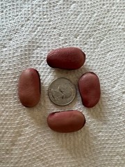 8CT Dao Dou Sword Jackbean Seed, Red Semen Canavaliae Seed. 8粒刀豆种子，2023年产新种子