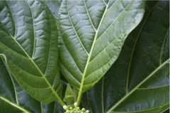 50+ Natural Dried Noni Leaves – Ahu Morinda Citrifolia Organic Herbal Fruit Leaf