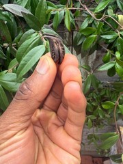 Martynia Annua, Griffe De Lion /lion Claw’s Seed (10 Claws in Pack)