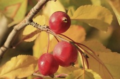 Wild Cherry Bark Special Herbal Extract Pure Herbs 4 oz. for Respiratory System