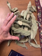 Sample 2 Whole Leaf Organic Mullein Fresh Forest Harvest Slow Naturally Dried