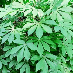 Sun Dried Cassava Leaves | Organic Manioc | Natural Yuca Leaves | 30g-250g New