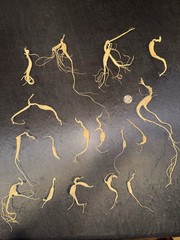 Dry Wild American Ginseng. 1/10 Lb. W/ Certificate. 17 Roots Total. 2025 Harvest