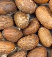 25PCS DRIED BITTER KOLA SEEDS Organic Dried AFRICA NIGERIA NATURAL