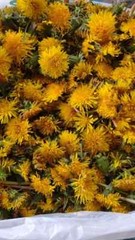 1 oz Organic Wild Dried Minnesota Dandelion Flowers,(Taraxacum)