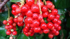 WHOLESALE!! SCHISANDRA SCHIZANDRA BERRY WHOLE NON-GMO HERB TEA-1,2,3,4,5 LBS