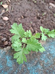 Daun Baru Cina (Artemisia vulgaris) Mugwort Dried