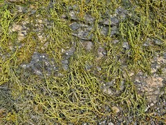 Pure Herbs: Kelp – 4 oz.