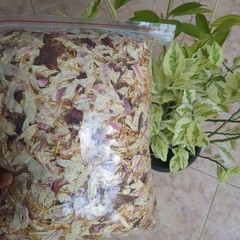 White Lotus Nymphaea ampla Hand Picked Dried Ceylon 100% Organic Flower Herb Tea