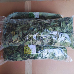Organic Dried Insulin Plant Leaves Costus Igneus Fiery Costus Leaf Herbal Tea