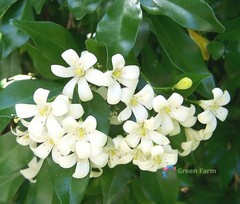 100 Seeds Murraya Paniculata Orange Jasmine China Box Rare Fragrant White Flower