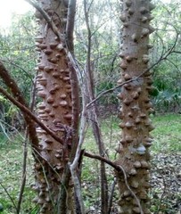 PRICKLY ASH BARK Extract Alterative Circulation Stimulant Organic Folk Tincture