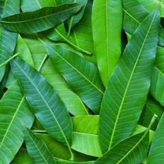 Mango Leaves Dried Organic Natural 100% Quality Herbal Fresh Leaves 50g