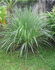 Lemongrass Extract – QUALITY – EASY to use DROPS – Made in the USA