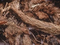 Musk Root-Indian Spikenard-Nardostachys Jatamansi-Roots Raw Herbs FREE SHIP