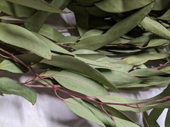 California Organic Eucalyptus globulus dry leaves