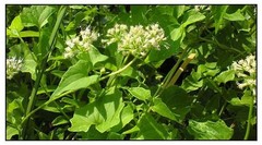 Mexican Dream Herb Dried Calea Zacatechichi Lucid Schmerbals Herbal ceylon