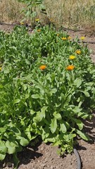 Organic Calendula Flowers Dried ~ Calendula Officinalis ~ 100% Premium