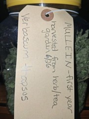 Premium FIRST-YEAR Mullein Leaf (Verbascum thapsus) Organically Grown