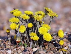 1/2 oz Dried Coltsfoot Stems and Flowers! Tea, Herbal Blends
