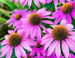 Organic Echinacea Purpurea Powder – Immune Support Supplement Booster USA 1-4oz