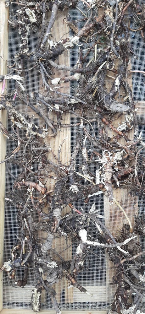 Fresh Osha Root. I wildharvest it with respect for Mother Earth. Clean, dry