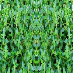 THYME LEAVES LEAF The Freshest It Can Be Fresh Ground100 Vegetarian Capsules